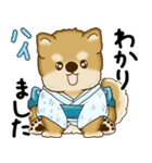 新・柴犬さん 2025 「夏です」（個別スタンプ：24）