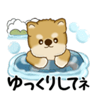 新・柴犬さん 2025 「夏です」（個別スタンプ：25）