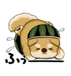 新・柴犬さん 2025 「夏です」（個別スタンプ：34）