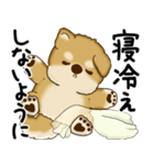 新・柴犬さん 2025 「夏です」（個別スタンプ：35）