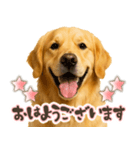 ゴールデンレトリバー☆日常会話・敬語（個別スタンプ：1）