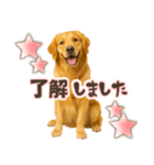 ゴールデンレトリバー☆日常会話・敬語（個別スタンプ：3）
