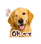 ゴールデンレトリバー☆日常会話・敬語（個別スタンプ：9）
