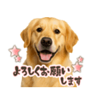 ゴールデンレトリバー☆日常会話・敬語（個別スタンプ：10）