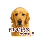 ゴールデンレトリバー☆日常会話・敬語（個別スタンプ：13）