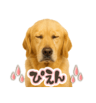 ゴールデンレトリバー☆日常会話・敬語（個別スタンプ：15）