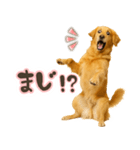ゴールデンレトリバー☆日常会話・敬語（個別スタンプ：16）