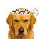 ゴールデンレトリバー☆日常会話・敬語（個別スタンプ：17）