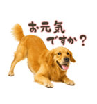 ゴールデンレトリバー☆日常会話・敬語（個別スタンプ：18）