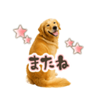 ゴールデンレトリバー☆日常会話・敬語（個別スタンプ：24）