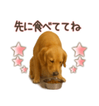 ゴールデンレトリバー☆家族連絡・友人恋人（個別スタンプ：3）