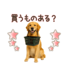 ゴールデンレトリバー☆家族連絡・友人恋人（個別スタンプ：4）