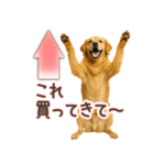 ゴールデンレトリバー☆家族連絡・友人恋人（個別スタンプ：5）