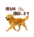 ゴールデンレトリバー☆家族連絡・友人恋人（個別スタンプ：7）