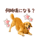 ゴールデンレトリバー☆家族連絡・友人恋人（個別スタンプ：9）