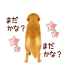 ゴールデンレトリバー☆家族連絡・友人恋人（個別スタンプ：10）