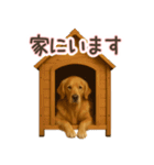 ゴールデンレトリバー☆家族連絡・友人恋人（個別スタンプ：11）