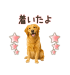 ゴールデンレトリバー☆家族連絡・友人恋人（個別スタンプ：12）
