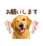 ゴールデンレトリバー☆家族連絡・友人恋人（個別スタンプ：14）