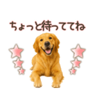 ゴールデンレトリバー☆家族連絡・友人恋人（個別スタンプ：19）