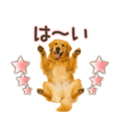 ゴールデンレトリバー☆家族連絡・友人恋人（個別スタンプ：20）