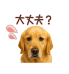 ゴールデンレトリバー☆家族連絡・友人恋人（個別スタンプ：22）