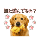 ゴールデンレトリバー☆家族連絡・友人恋人（個別スタンプ：23）