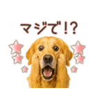 ゴールデンレトリバー☆家族連絡・友人恋人（個別スタンプ：27）