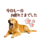 ゴールデンレトリバー☆家族連絡・友人恋人（個別スタンプ：31）