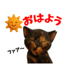 さくら耳（TNR）の桜っ子俱楽部 vol.1（個別スタンプ：14）