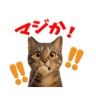 さくら耳（TNR）の桜っ子俱楽部 vol.1（個別スタンプ：20）