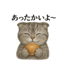 【癒し】スコティッシュホールド猫カフェ（個別スタンプ：1）