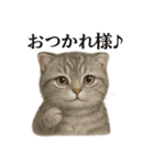 【癒し】スコティッシュホールド猫カフェ（個別スタンプ：3）