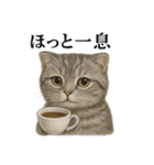 【癒し】スコティッシュホールド猫カフェ（個別スタンプ：4）