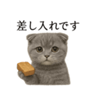 【癒し】スコティッシュホールド猫カフェ（個別スタンプ：6）