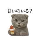 【癒し】スコティッシュホールド猫カフェ（個別スタンプ：7）