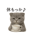 【癒し】スコティッシュホールド猫カフェ（個別スタンプ：8）