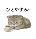 【癒し】スコティッシュホールド猫カフェ（個別スタンプ：9）