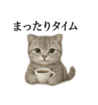 【癒し】スコティッシュホールド猫カフェ（個別スタンプ：12）