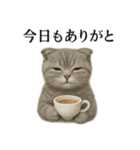 【癒し】スコティッシュホールド猫カフェ（個別スタンプ：16）