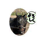 生き物日常会話スタンプ（個別スタンプ：3）