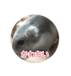 生き物日常会話スタンプ（個別スタンプ：7）