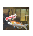 生き物日常会話スタンプ（個別スタンプ：8）
