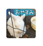 生き物日常会話スタンプ（個別スタンプ：10）