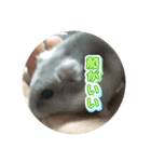 生き物日常会話スタンプ（個別スタンプ：11）