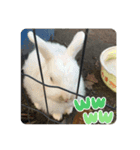 生き物日常会話スタンプ（個別スタンプ：12）