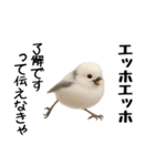 エッホエッホ！シマエナガです（個別スタンプ：2）