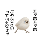 エッホエッホ！シマエナガです（個別スタンプ：4）