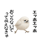 エッホエッホ！シマエナガです（個別スタンプ：6）