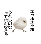 エッホエッホ！シマエナガです（個別スタンプ：8）